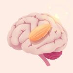 Ciało migdałowate a lęk społeczny: odkrycia neuronauki