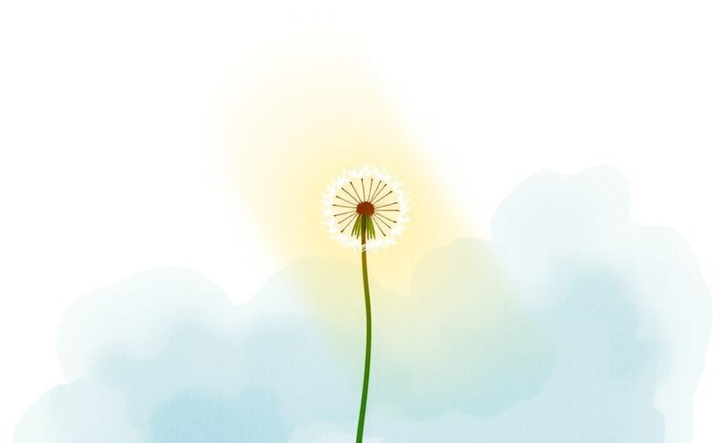 Delikatny dmuchawiec oświetlony promieniem, symbol nadziei i wzrostu.