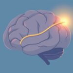 Neuropsychologiczne podstawy radzenia sobie z frustracją