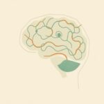 Odkrywanie dotyku: Jak kora somatosensoryczna ujawnia sekrety zmysłu