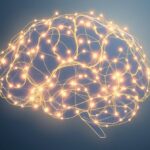 Płat skroniowy a rozpoznawanie twarzy: klucz do rozumienia świata społecznego