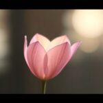 Tajemnice pamięci ikonograficznej – jak przetwarzamy obrazy?