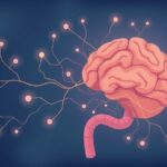 Mózg zaczyna się w jelitach. Jak probiotyki wpływają na nasze funkcjonowanie poznawcze?