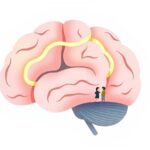 Neuropsychologiczne Podstawy Radzenia Sobie z Niepewnością Społeczną