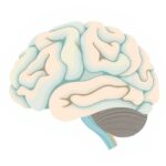 Rola móżdżku w koordynacji ruchów emocjonalnych: od neuronauki do psychoterapii