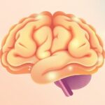 Jak badania nad korą skroniową wyjaśniły przetwarzanie języka