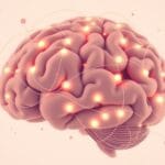 Rola kory orbitofrontalnej w ocenie nagród i kar