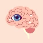 Czym jest kora wzrokowa i jak odkryto jej rolę w widzeniu?