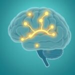 Czym jest neuroprzekaźnik noradrenalina i jak wpływa na koncentrację?